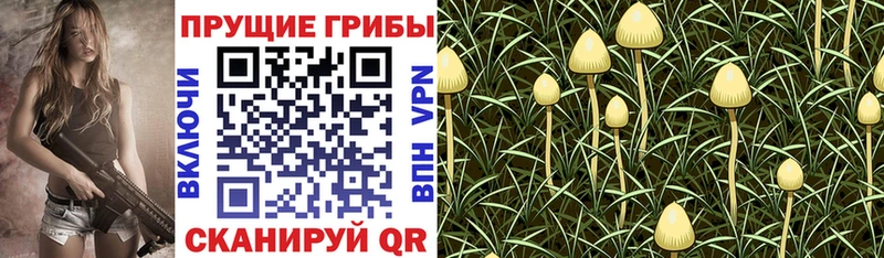 Псилоцибиновые грибы GOLDEN TEACHER  дарнет шоп  Кондопога 